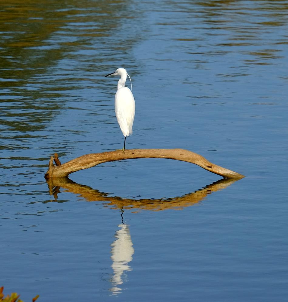 photo "***" tags: nature, 