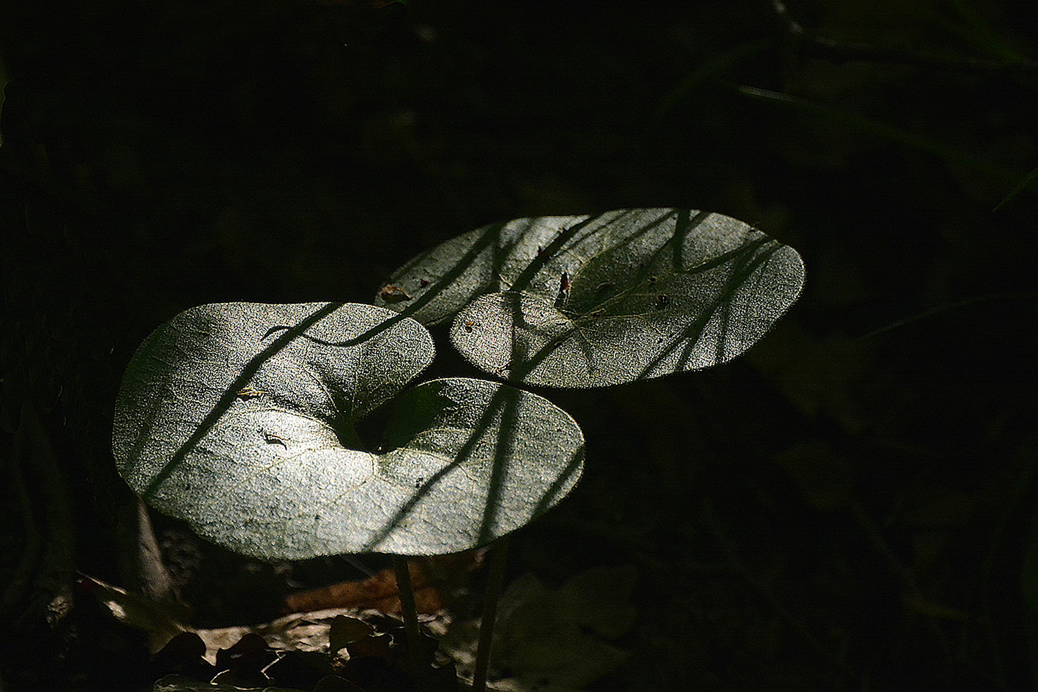 photo "***" tags: nature, 