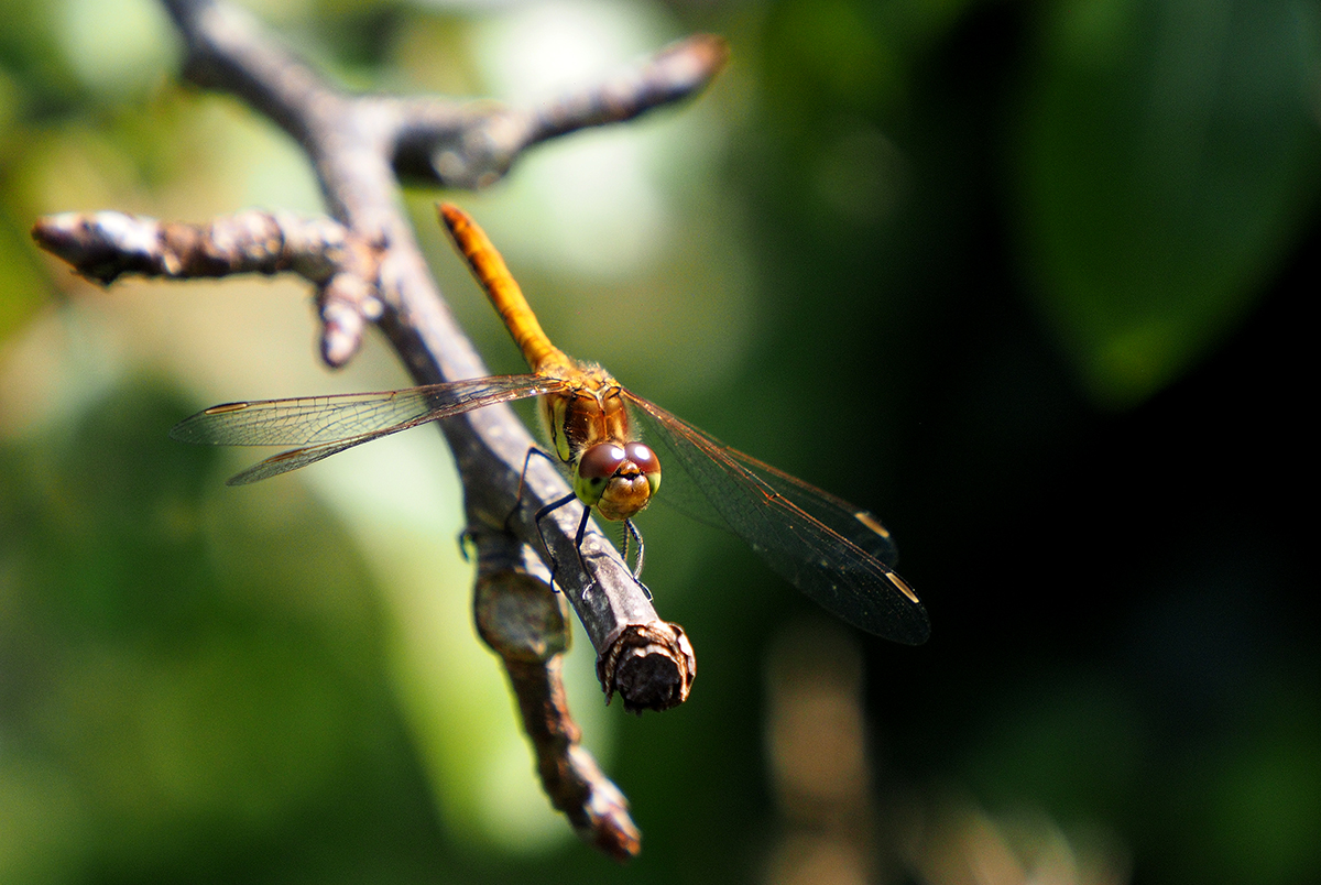 photo "Relax" tags: nature, macro and close-up, reporting, 