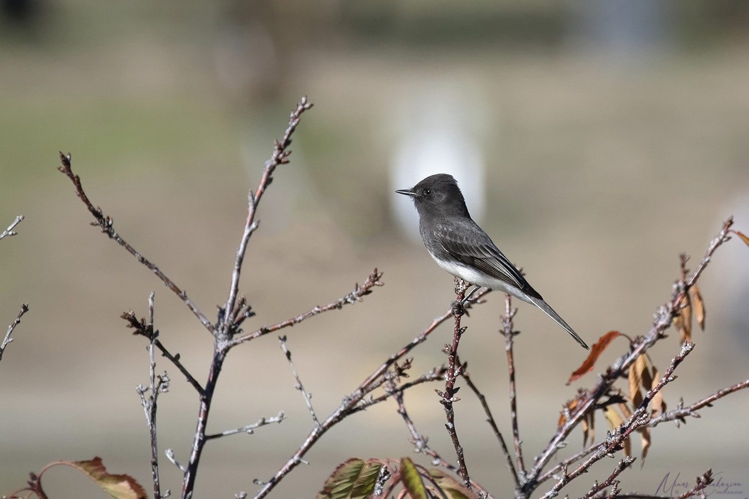 photo "Black Phoebe" tags: nature, wild animals bird