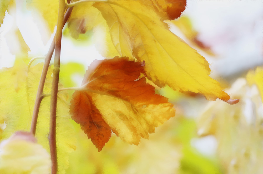 фото "autumn etude" метки: , 