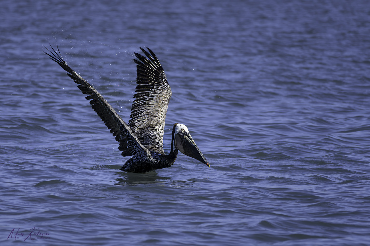 photo "Brown pelican" tags: nature, wild animals bird