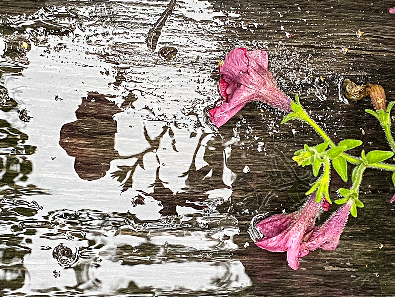 photo "***" tags: macro and close-up, 