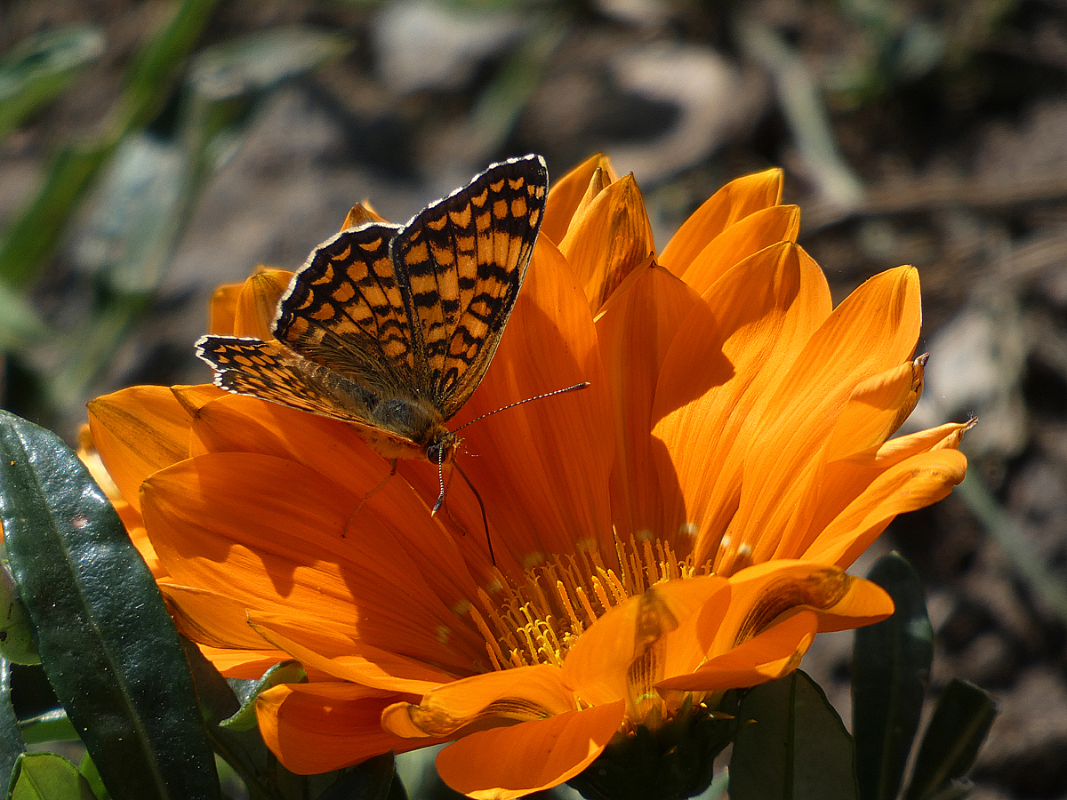 photo "***" tags: nature, macro and close-up, flowers