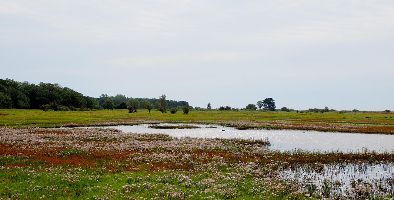 photo "The Meadow" tags: landscape, nature, still life, 