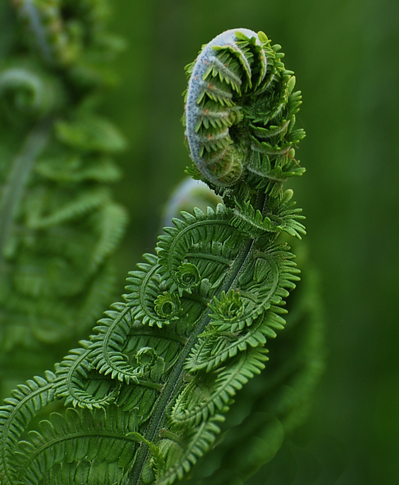 photo "***" tags: nature, macro and close-up, misc., 