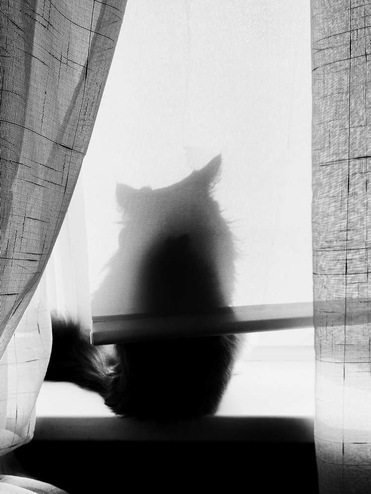photo "***" tags: black&white, misc., кот силуэт
