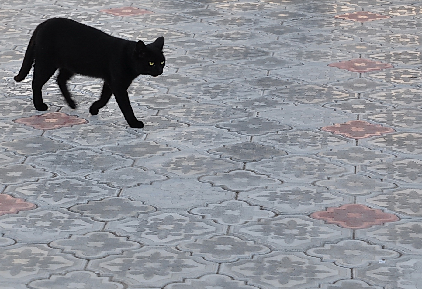 фото "Монастырские коты - 3 (Раифский монастырь)" метки: природа, разное, 