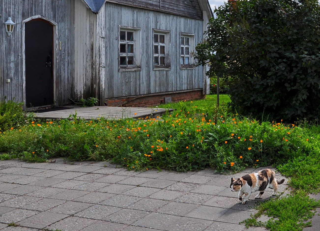 фото "Монастырские коты - 4. (Васильевский монастырь)" метки: портрет, разное, 