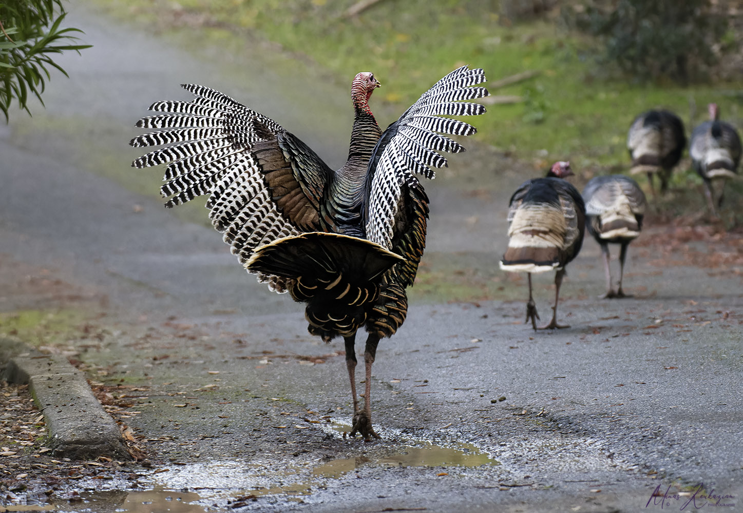 фото "Wild Turkey" метки: природа, wild animals bird
