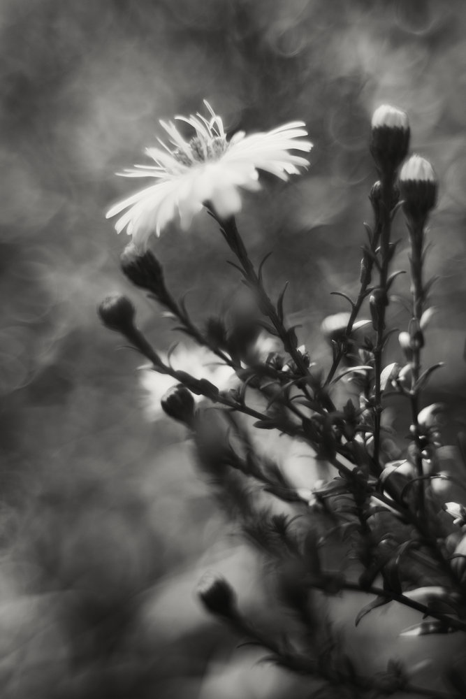 photo "Aster" tags: nature, black&white, Europe, flowers