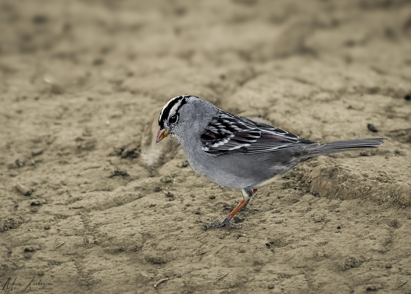 photo "White-crowned Sparrow" tags: nature, wild animals bird