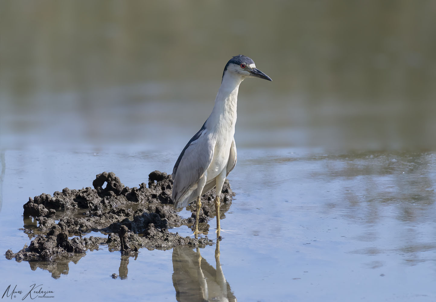 photo "Black-crowned Night-Heron" tags: nature, wild animals bird