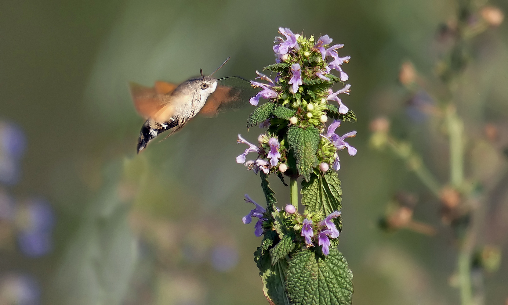 photo "***" tags: , flowers, insect