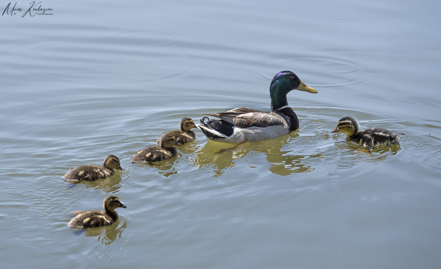photo "Mallard duck with babies" tags: nature, wild animals bird