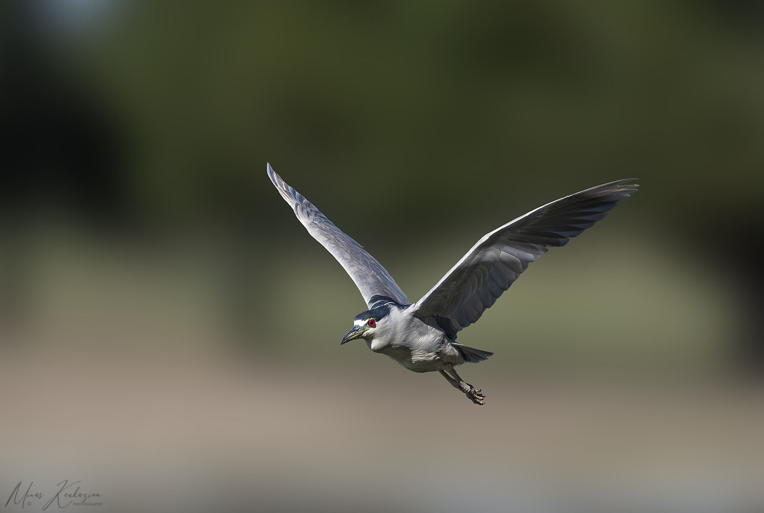 photo "Black-crowned Night-Heron" tags: nature, wild animals bird