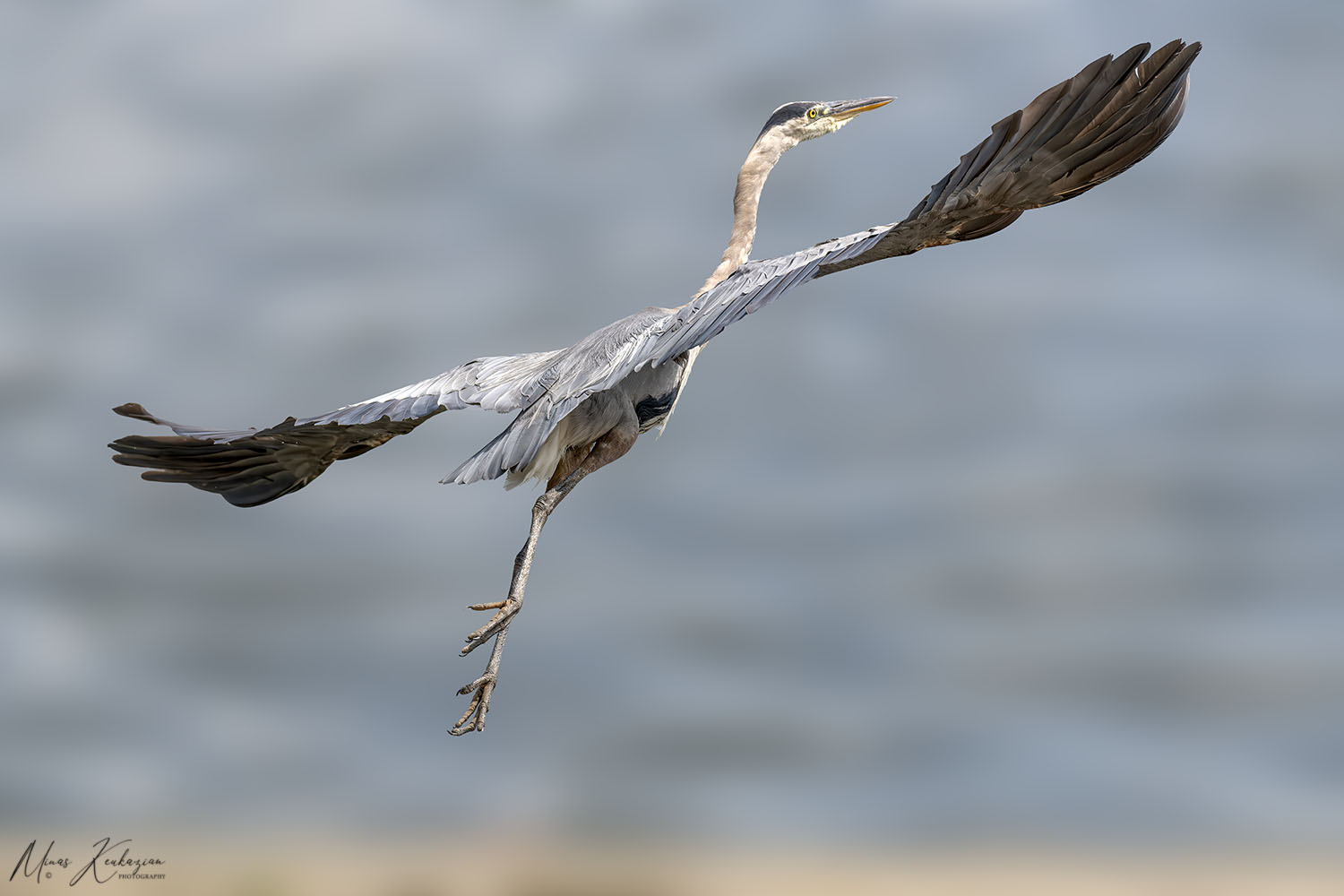 photo "Great blue heron" tags: nature, wild animals bird