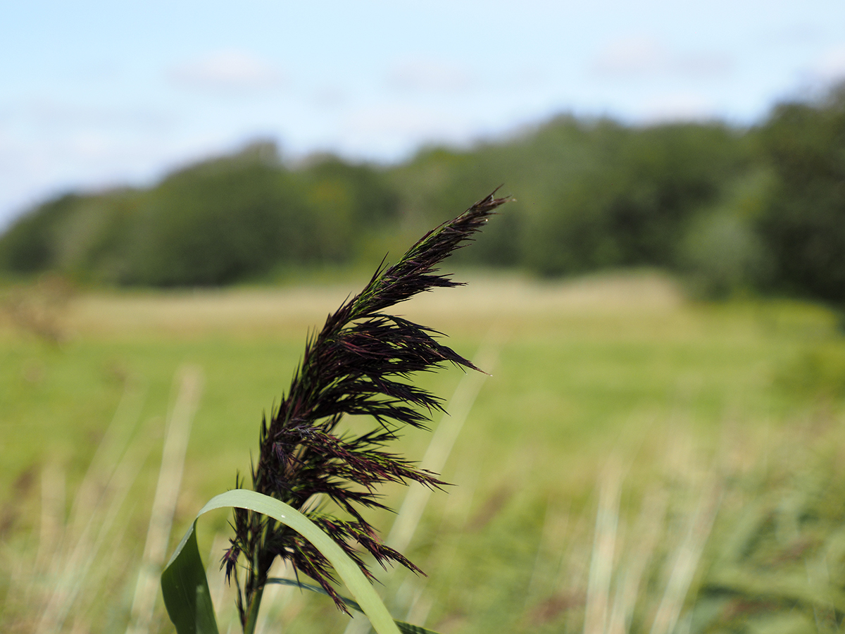 photo "Natures feather" tags: nature, macro and close-up, 