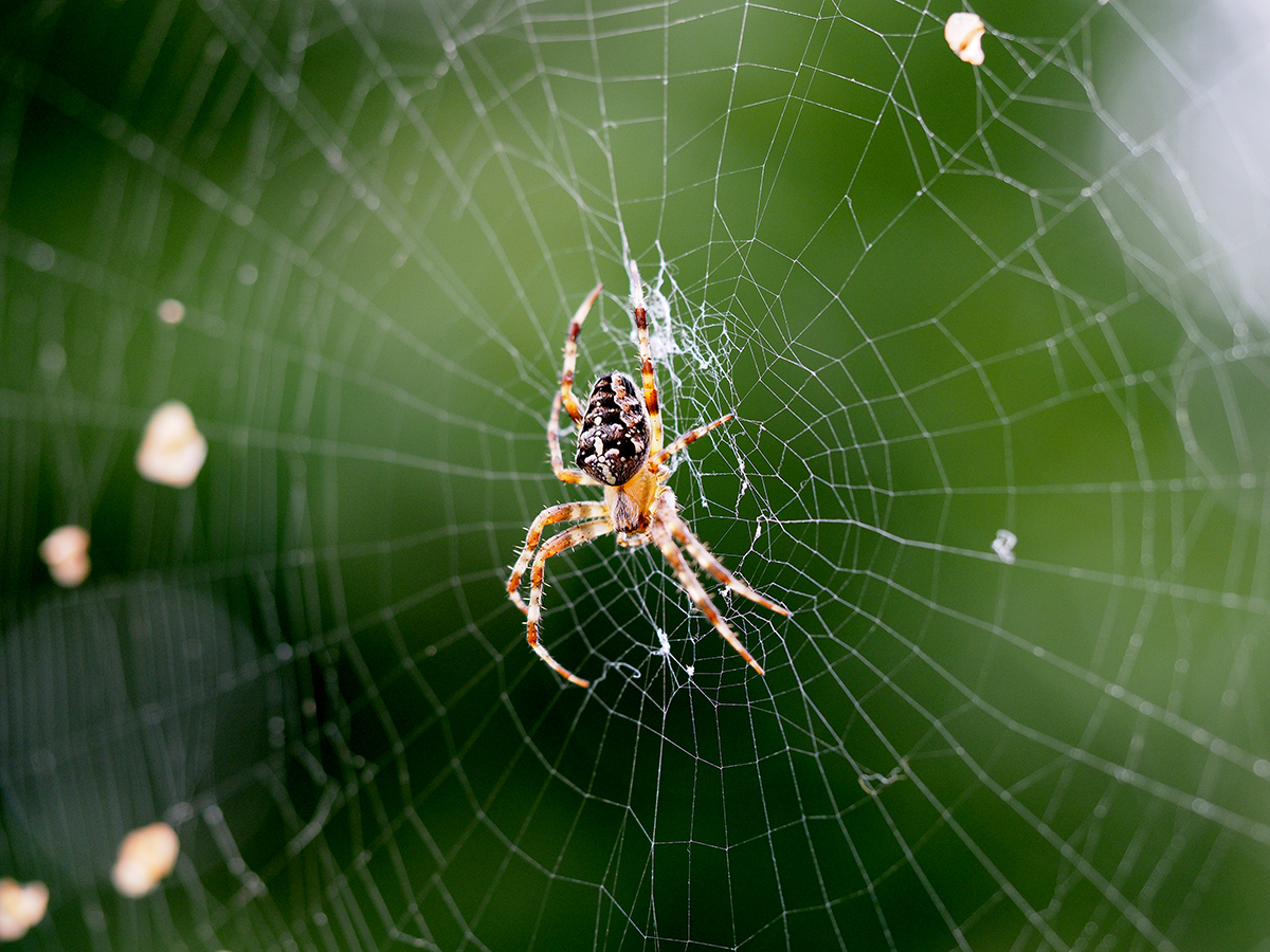 photo "The Web" tags: nature, macro and close-up, reporting, Copenhagen