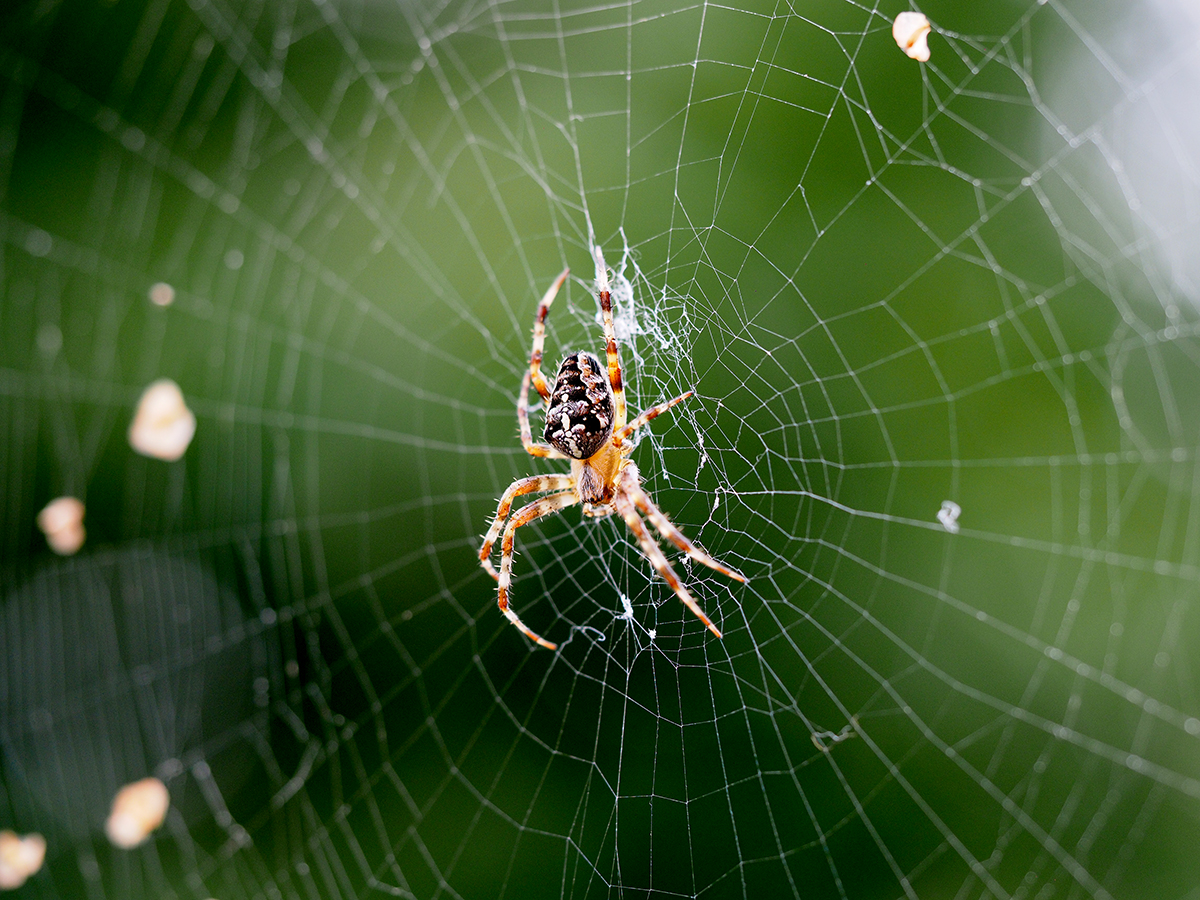 фото "The Web" метки: природа, макро и крупный план, репортаж, Copenhagen