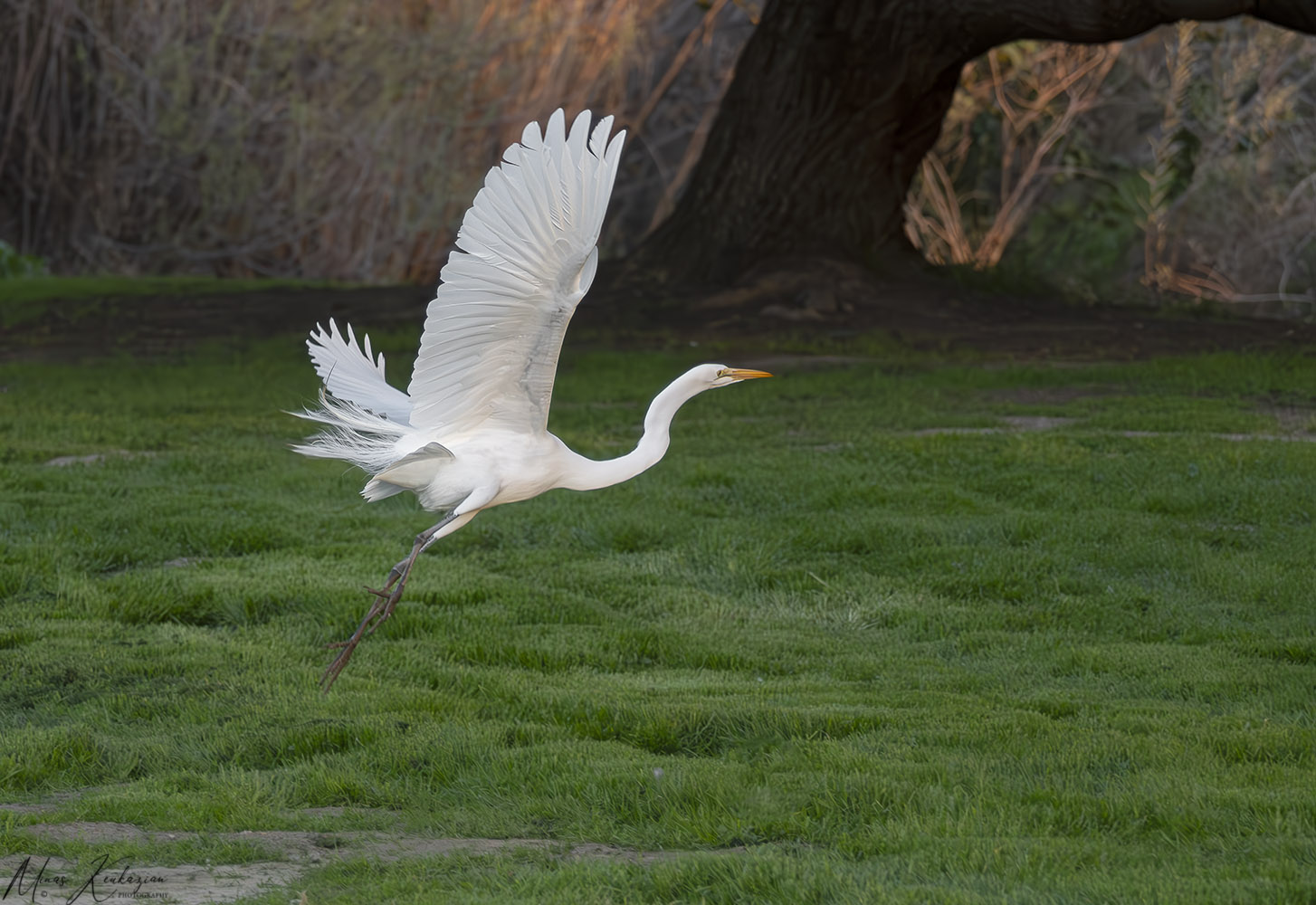 photo "Great Egret" tags: nature, 