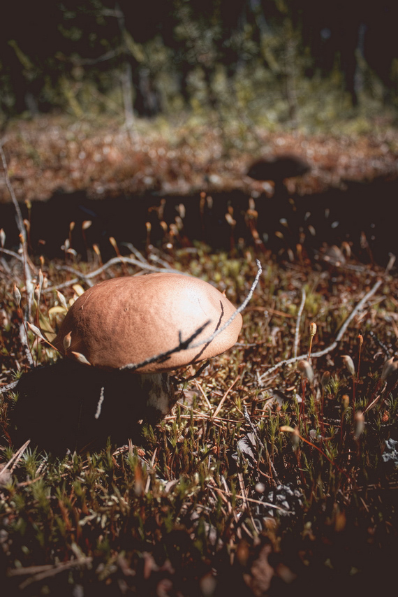 photo "грибное место" tags: misc., nature, landscape, autumn, forest, Полянка, гриб, грибы, поляна