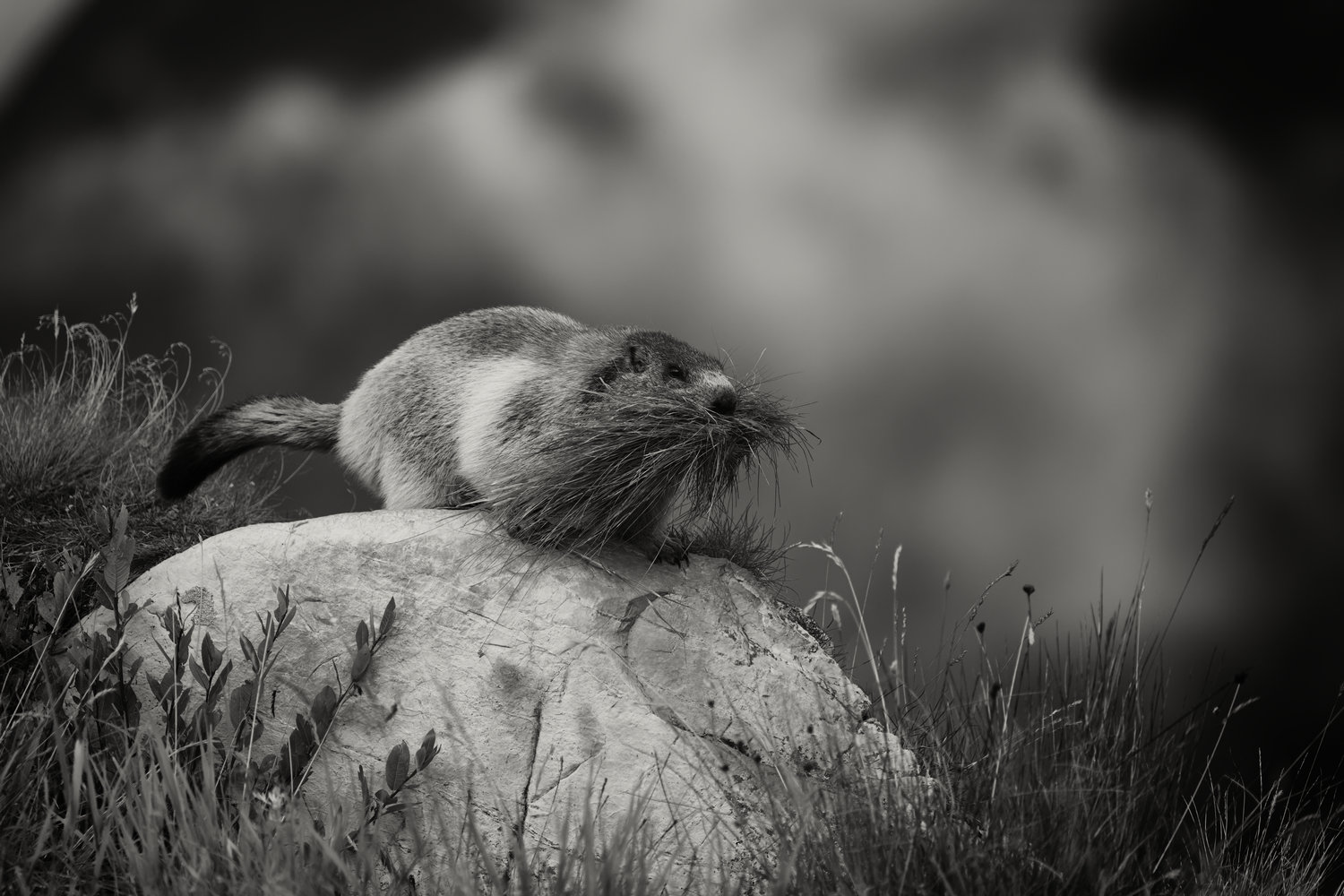 photo "Preparing for winter" tags: nature, black&white, Europe, autumn, mountains, wild animals