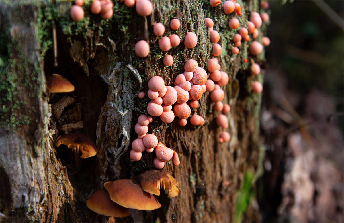 фото "Ликогала древесная" метки: природа, разное, грибы, лес, осень