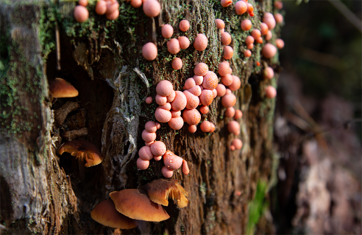 photo "***" tags: nature, misc., autumn, forest, грибы