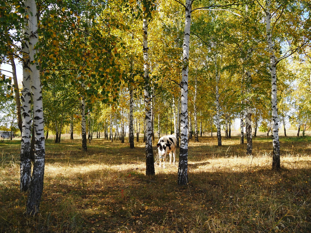 photo "***" tags: landscape, autumn, birches, теленок