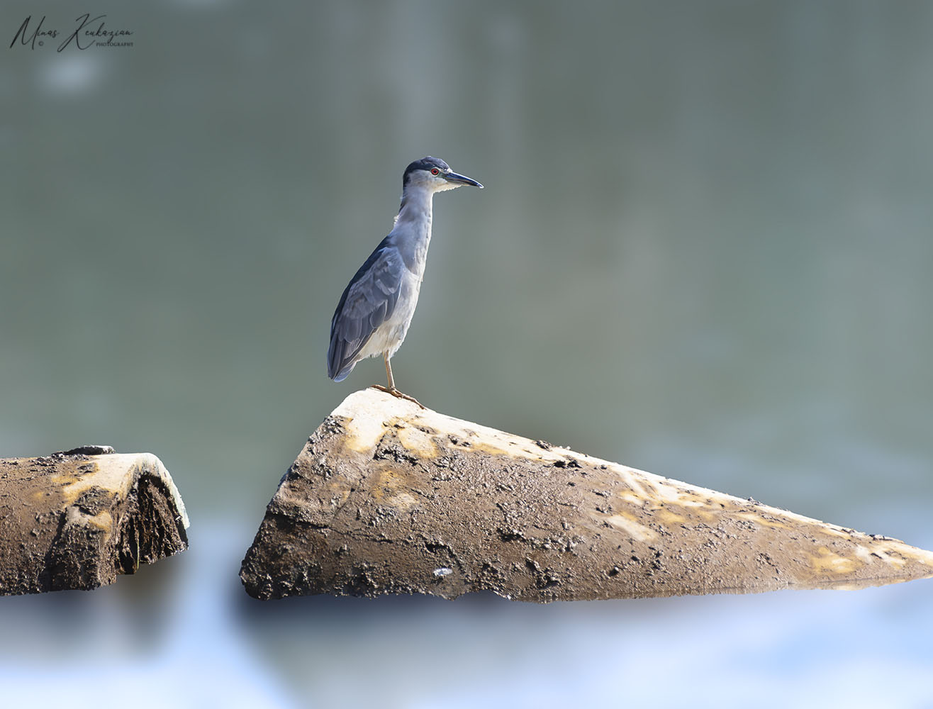 photo "Black-crowned Night-Heron" tags: nature, wild animals bird