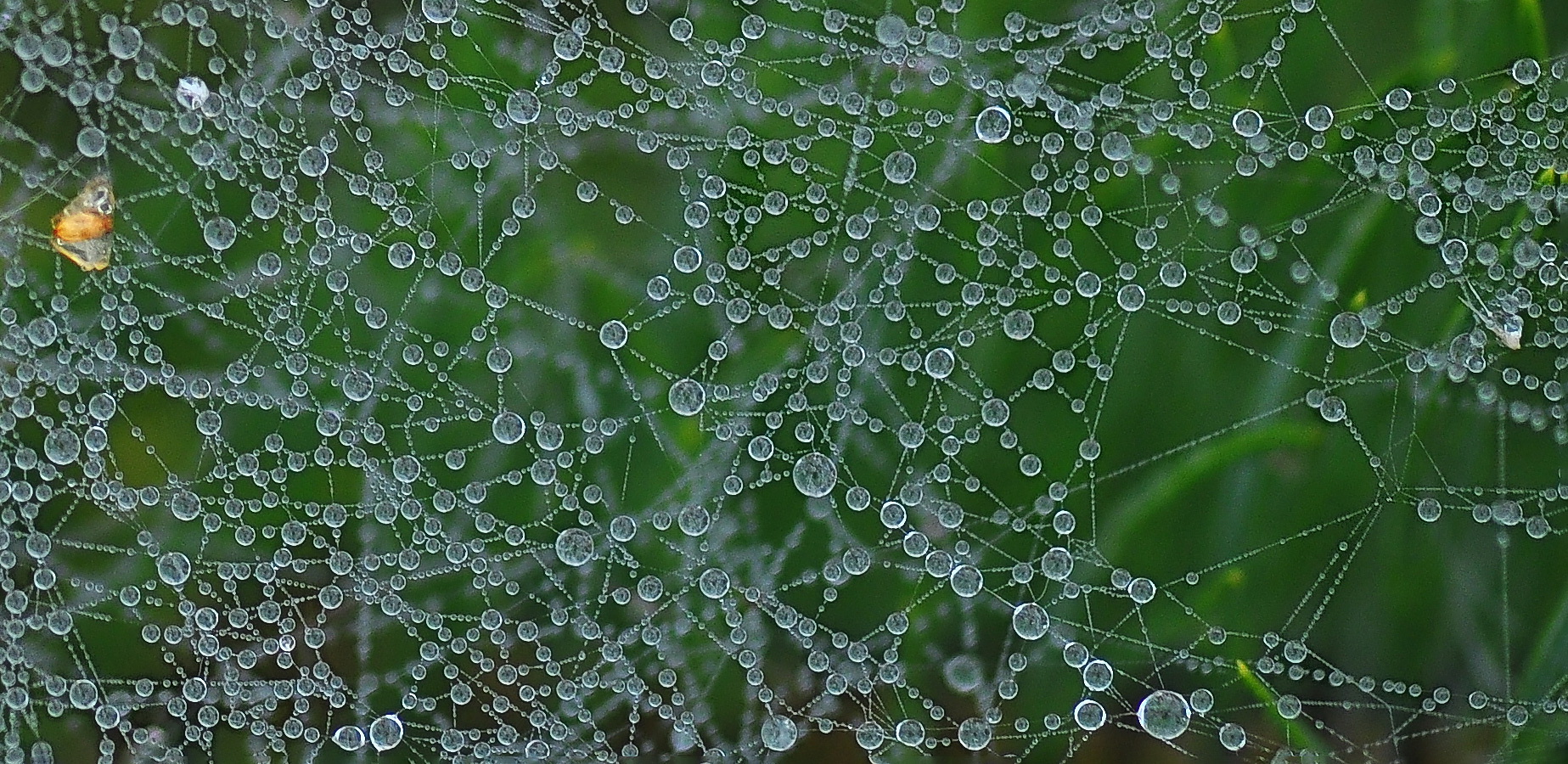 photo "***" tags: macro and close-up, nature, misc., 