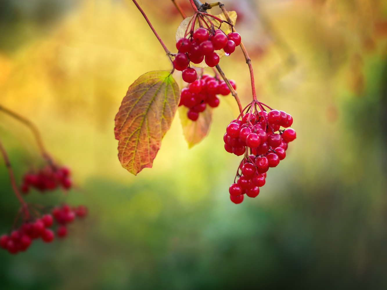 photo "***" tags: nature, macro and close-up, 