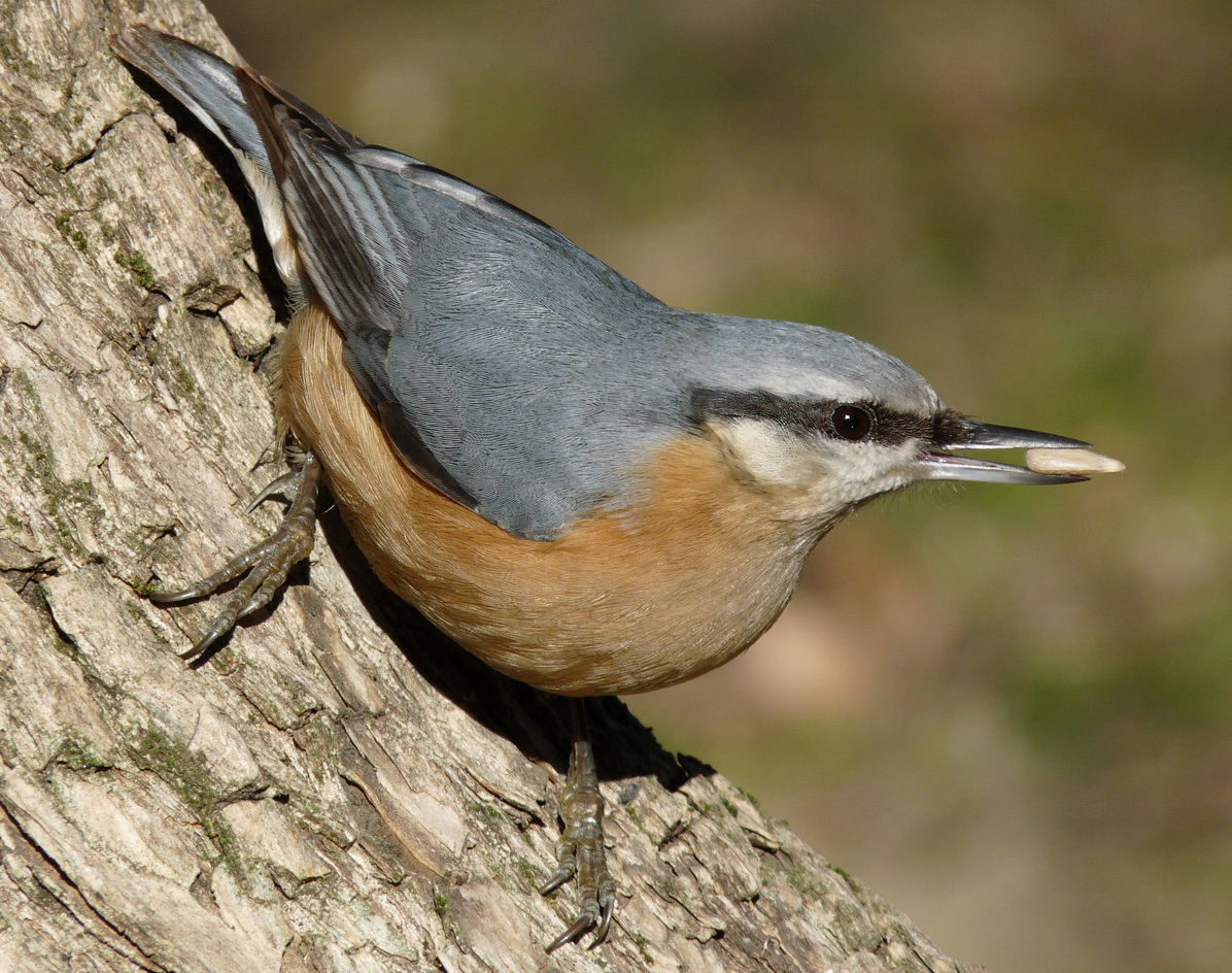 photo "***" tags: macro and close-up, wild animals