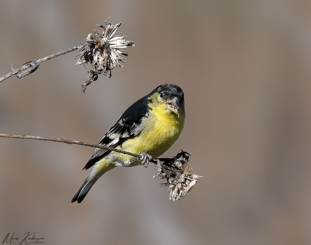 photo "American Goldfinch" tags: nature, wild animals bird