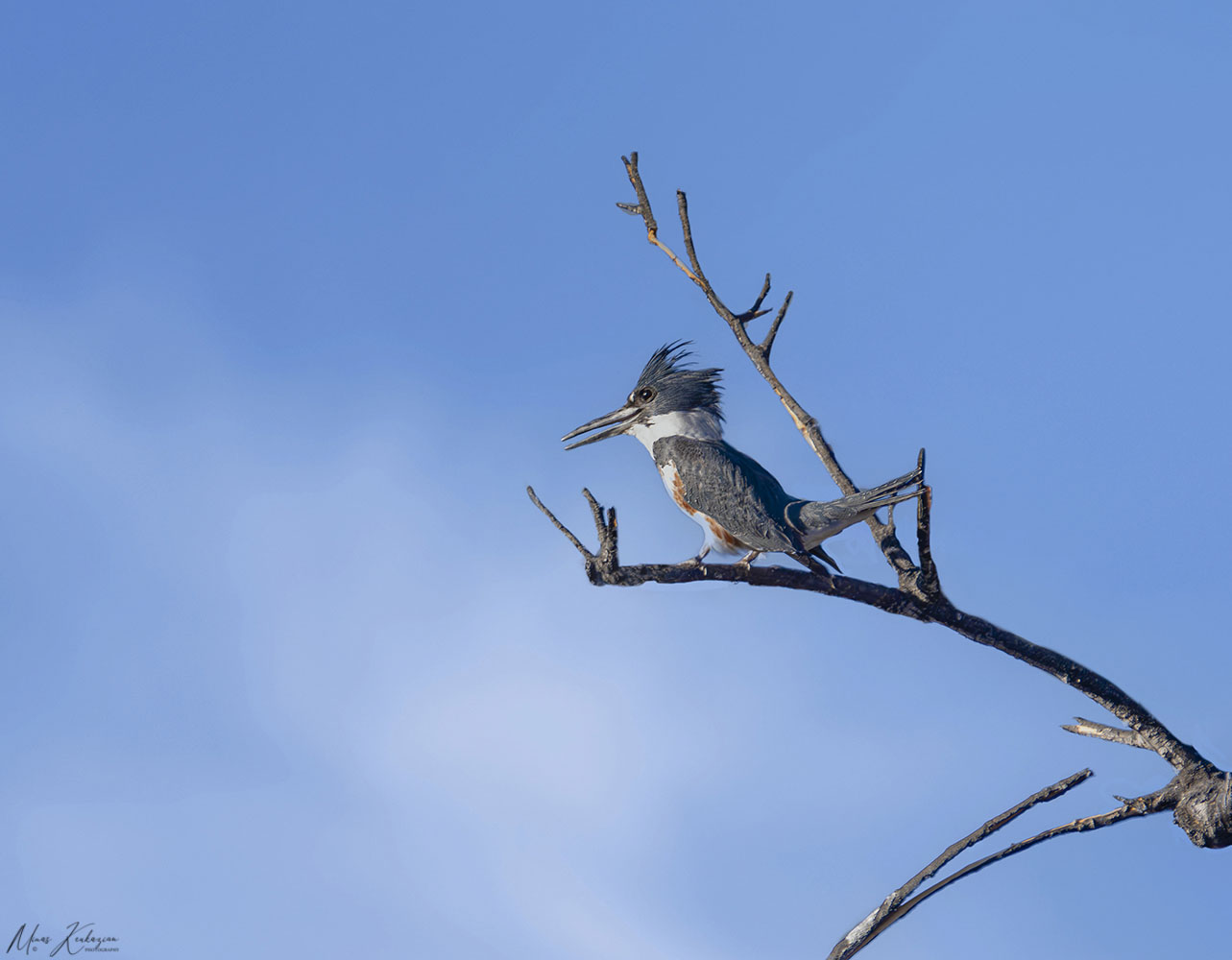 photo "Belted Kingfisher" tags: nature, wild animals bird