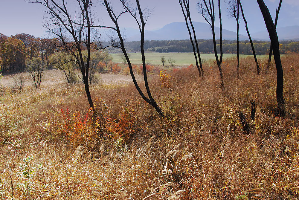 фото "Золото осени" метки: пейзаж, природа, осень