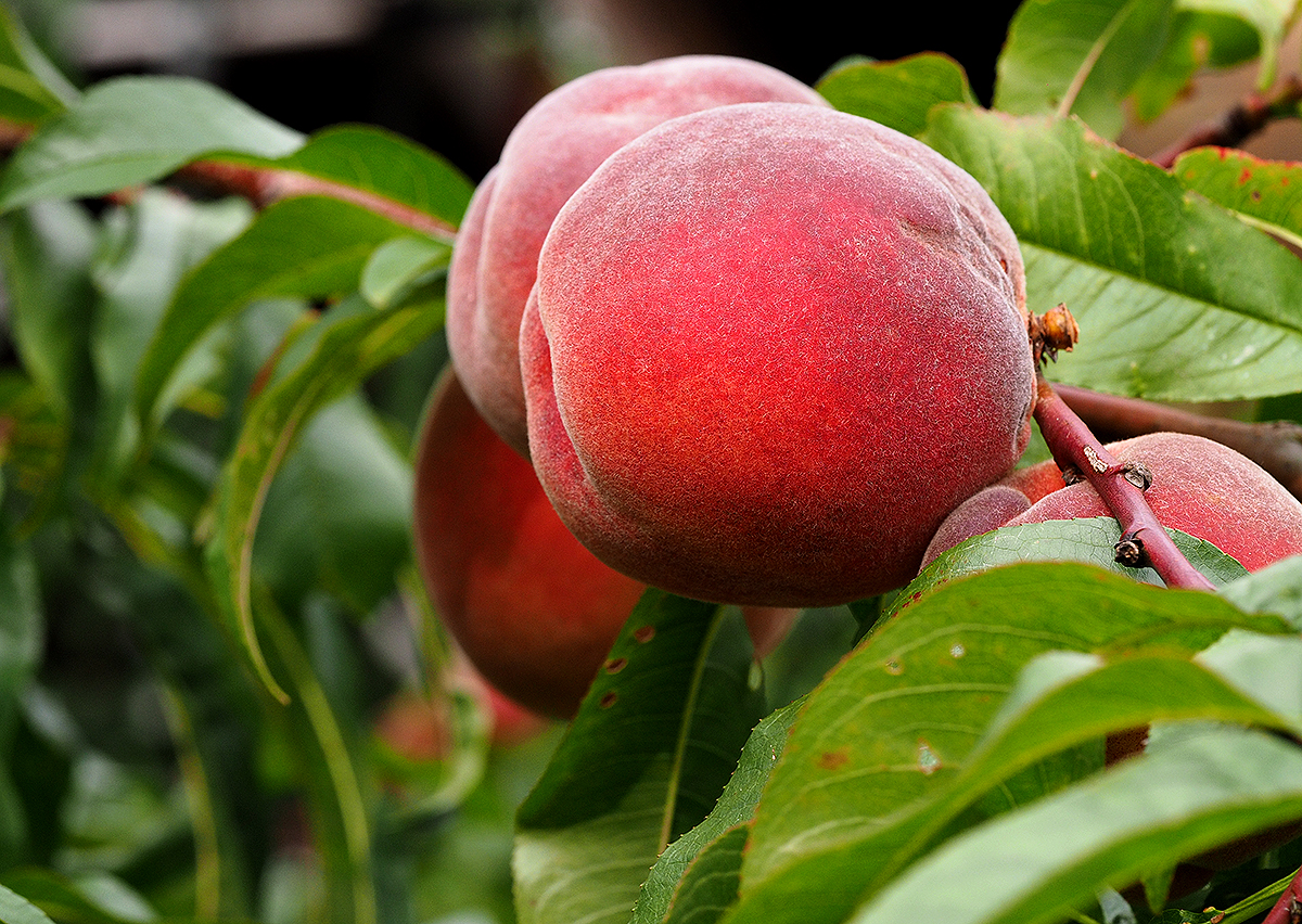 photo "My Peaches" tags: nature, macro and close-up, still life, 