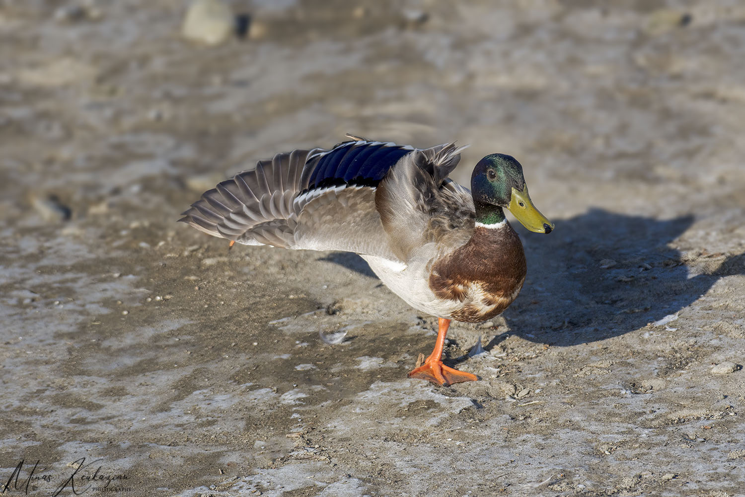 фото "Mallard ducks stand on one leg" метки: природа, wild animals bird