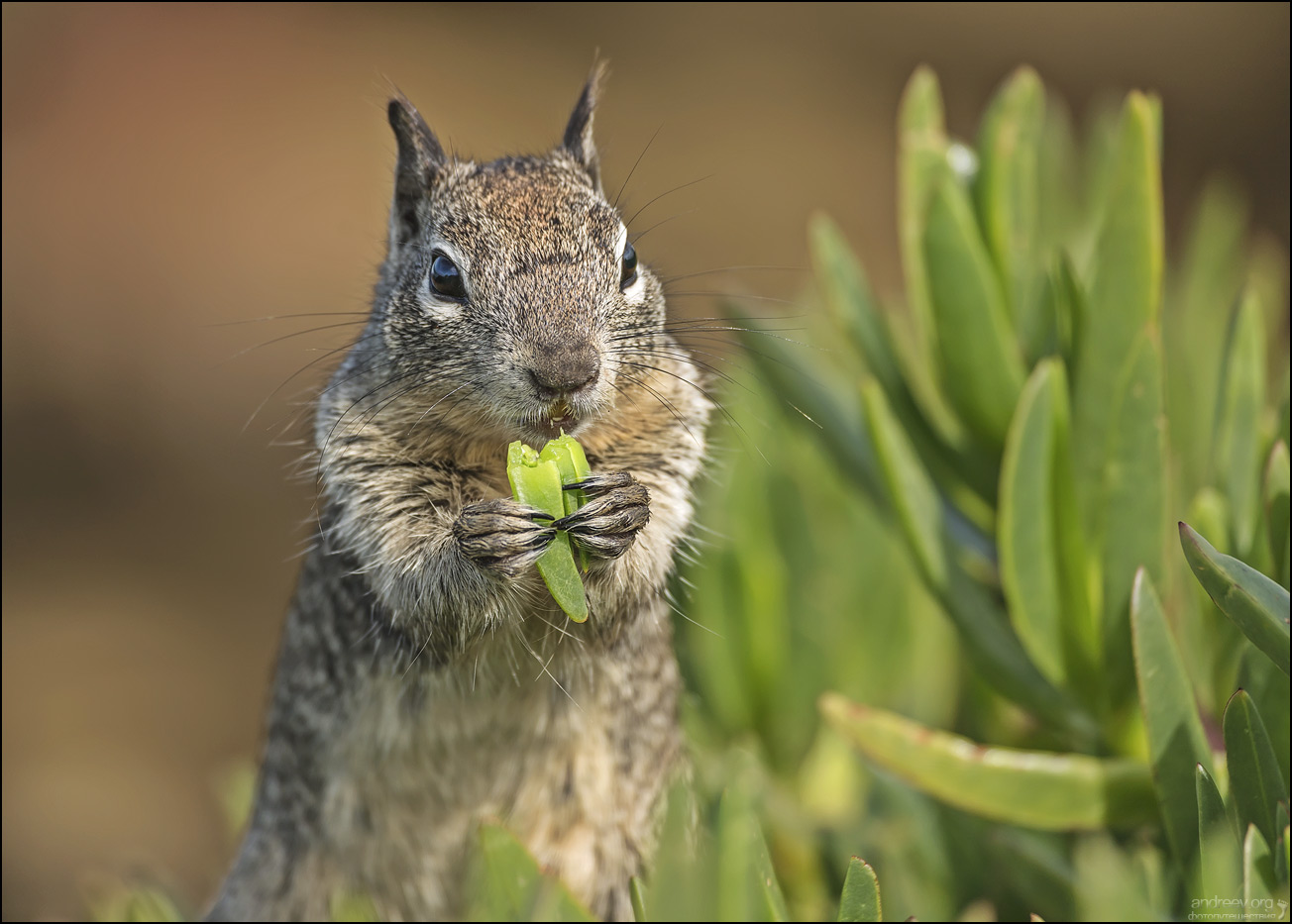 photo "Калифорнийская земляная белка занята поеданием кактуса" tags: macro and close-up, nature, portrait, squirrel, Калифорния, кактус