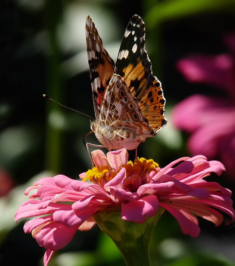 photo "***" tags: nature, macro and close-up, insect