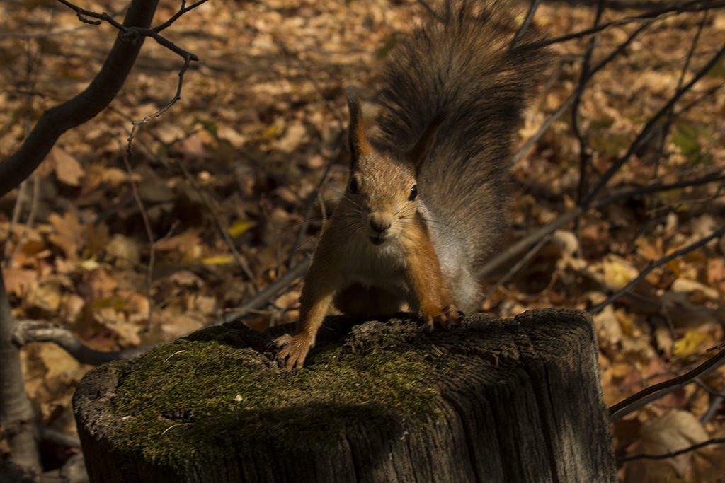 photo "***" tags: portrait, misc., nature, 