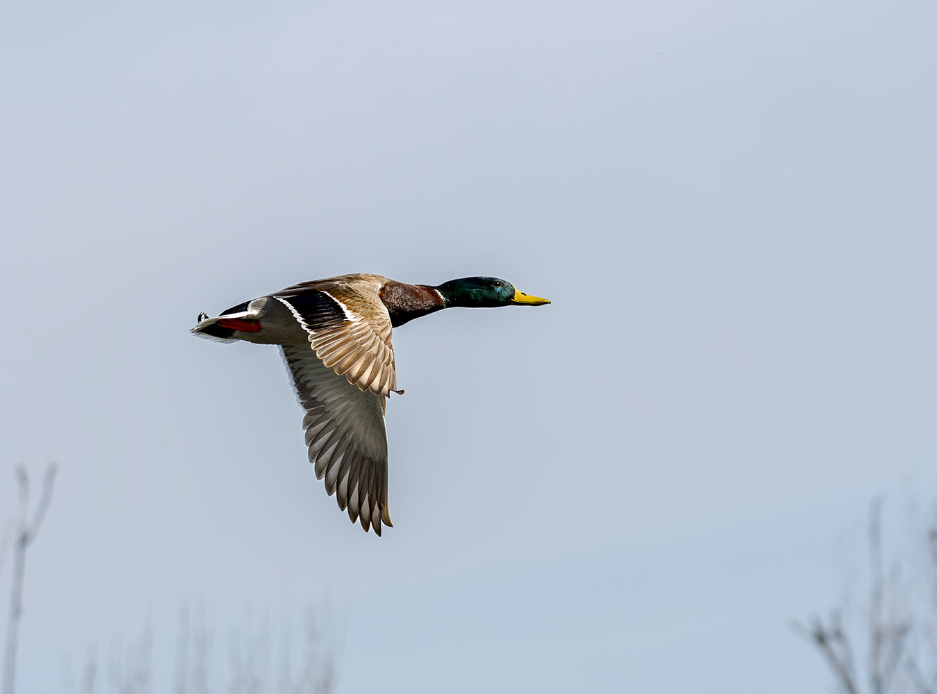 фото "Mallard" метки: природа, wild animals bird