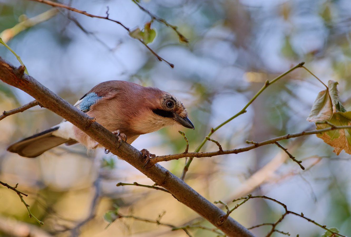 photo "***" tags: nature, 