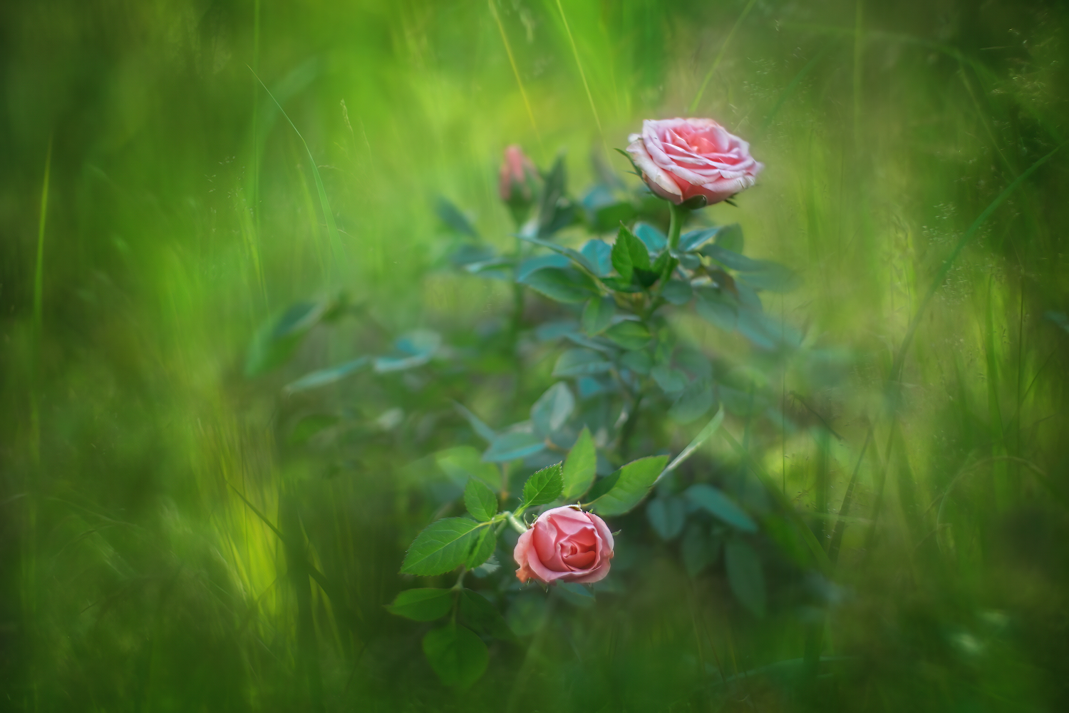 photo "***" tags: nature, macro and close-up, 
