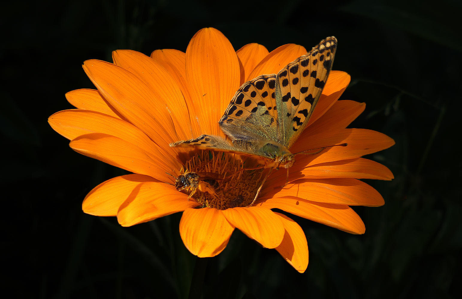 photo "***" tags: macro and close-up, nature, insect