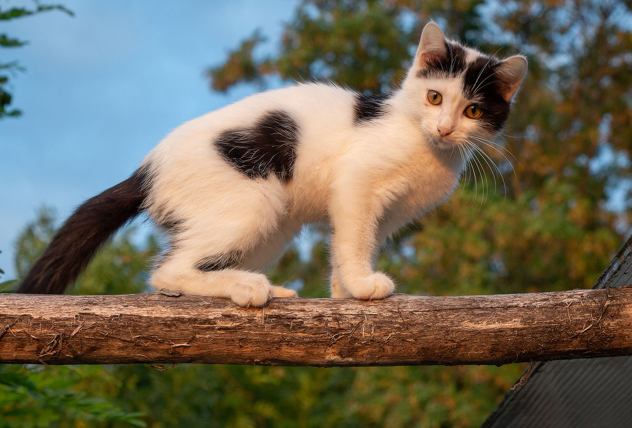 photo "Сердечный котик" tags: nature, Ukraine, pets/farm animals, коты