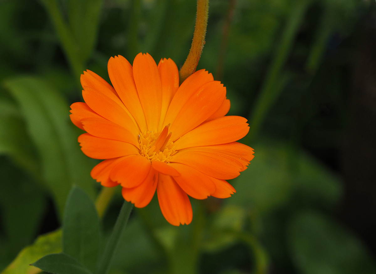 photo "Orange" tags: nature, macro and close-up, 