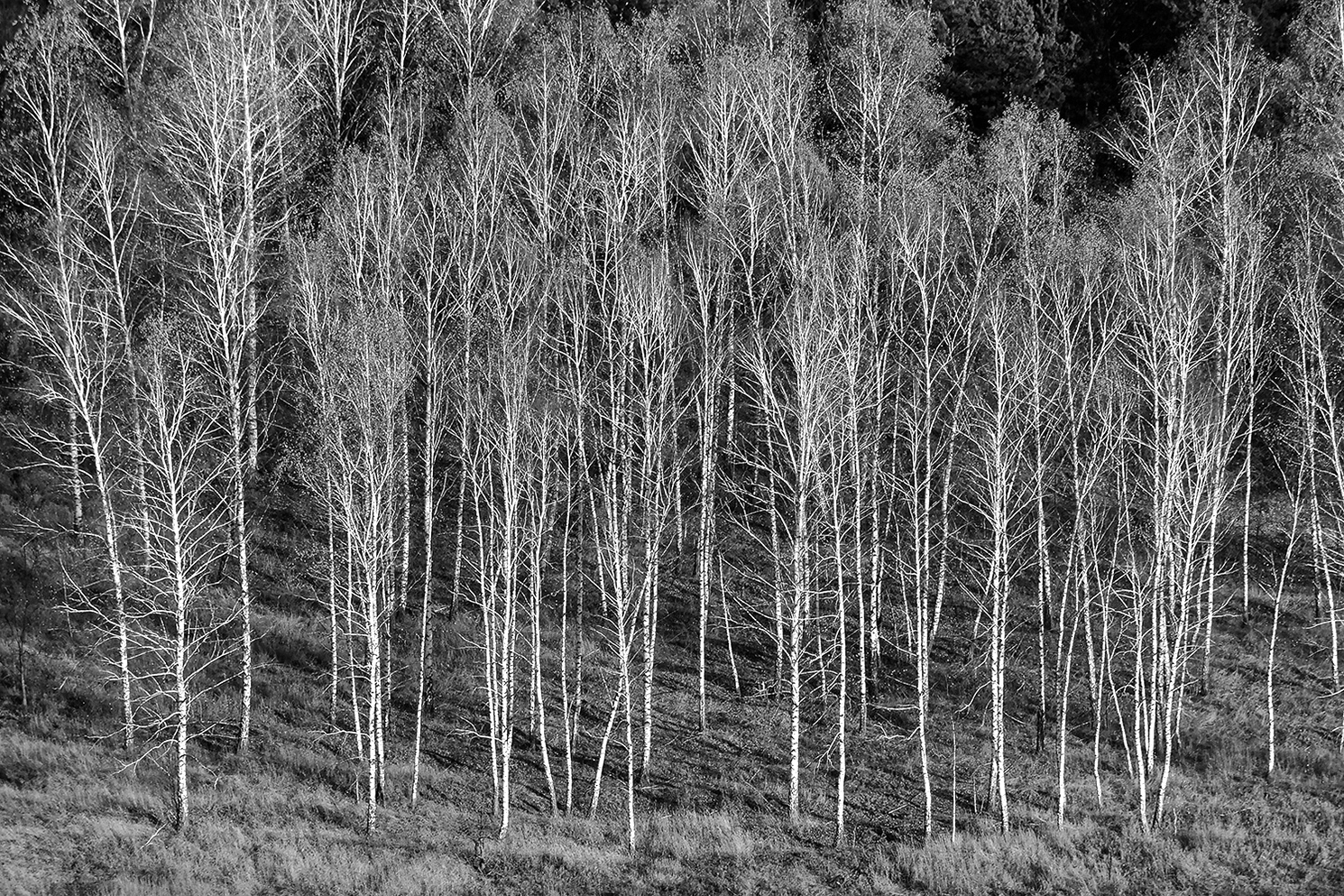 photo "***" tags: landscape, autumn, birches, evening