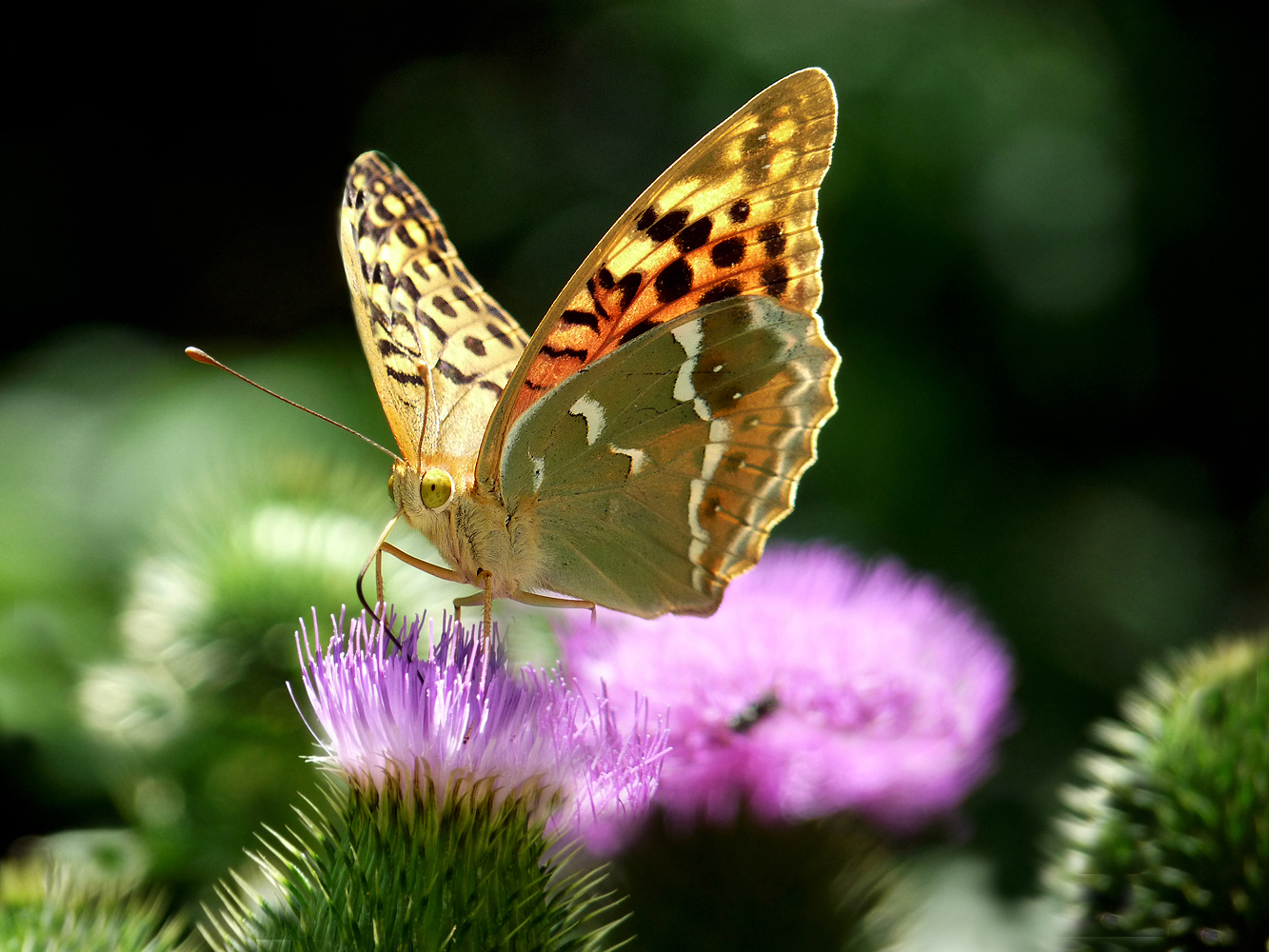 photo "***" tags: nature, macro and close-up, insect